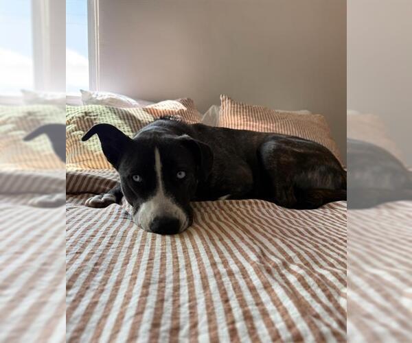 Medium Photo #3 Mutt Puppy For Sale in Chula Vista, CA, USA