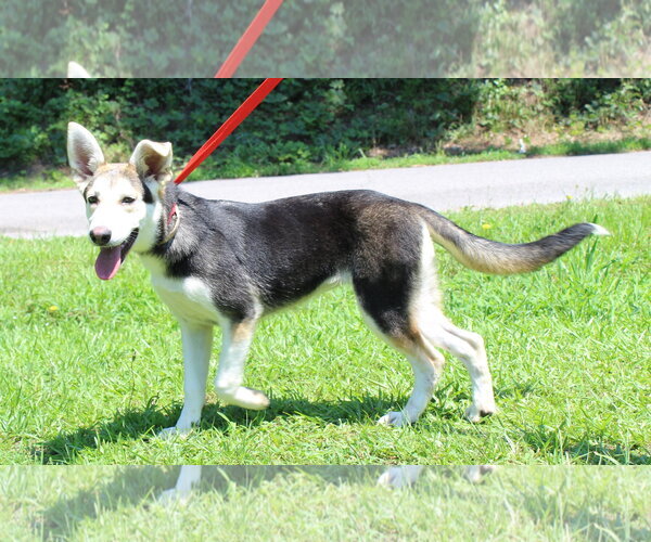 Medium Photo #3 Siberian Husky-Unknown Mix Puppy For Sale in Prattville, AL, USA