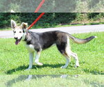 Small #2 Siberian Husky Mix
