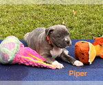 Small #2 Labrador Retriever Mix
