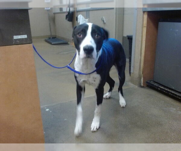 Medium Photo #1 Mutt Puppy For Sale in Sacramento, CA, USA