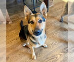 Small #2 German Shepherd Dog