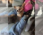 Small #1 Chihuahua