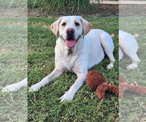 Labrador Retriever Dogs for adoption in Fort Worth, TX, USA