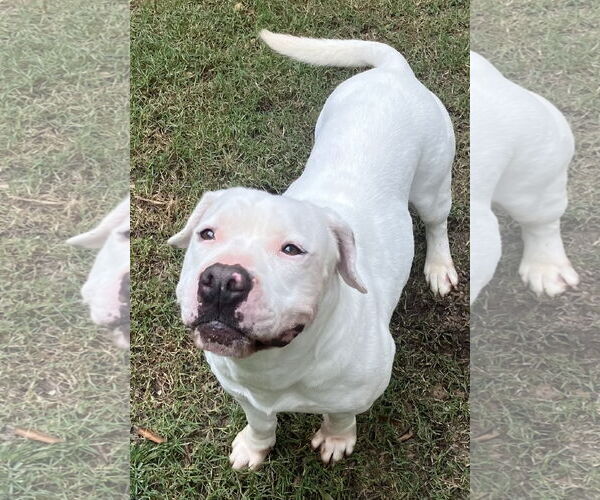 Medium Photo #2 American Bulldog Puppy For Sale in Lexington, SC, USA