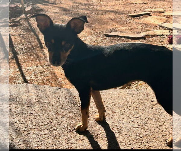 Medium Photo #4 Miniature Pinscher Puppy For Sale in Apple Valley, CA, USA