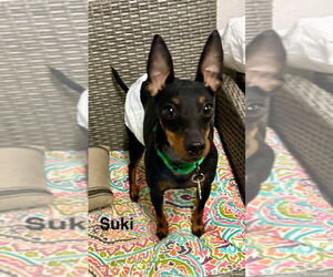 Mutt Dogs for adoption in Ellijay, GA, USA