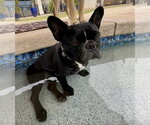 Small French Bulldog