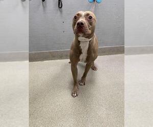 American Pit Bull Terrier-Unknown Mix Dogs for adoption in Las Vegas, NV, USA