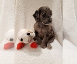 Small Photo #12 Goldendoodle-Sheepadoodle Mix Puppy For Sale in ROCHESTER, NY, USA