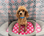 Small #2 Poodle (Miniature)