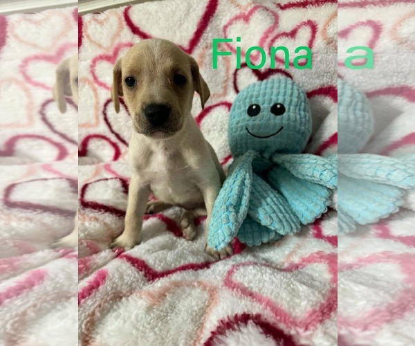 Medium Photo #2 Labrador Retriever-Unknown Mix Puppy For Sale in pomfret, CT, USA