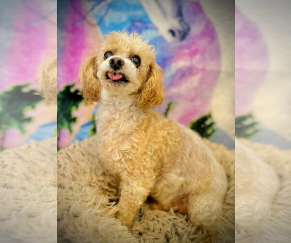 Medium Photo #3 Poodle (Miniature) Puppy For Sale in Pacolet, SC, USA