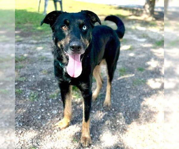 Medium Photo #1 Labrador Retriever-Unknown Mix Puppy For Sale in Conroe, TX, USA