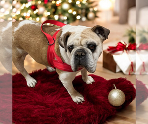 Bulldog Dogs for adoption in Vail, AZ, USA