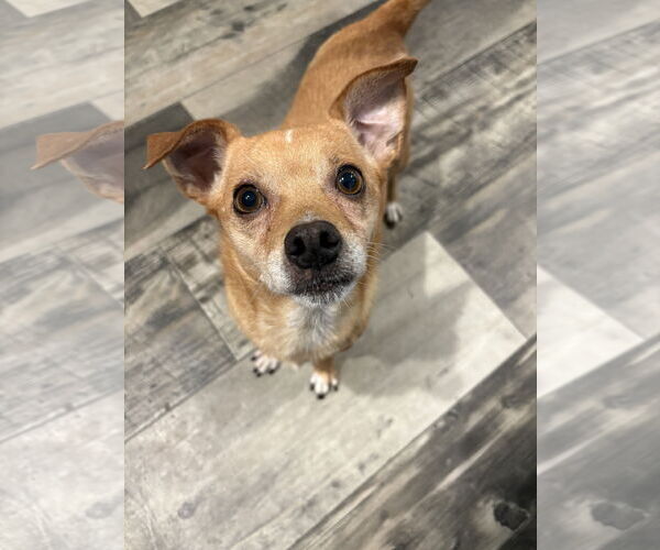 Medium Photo #1 Chihuahua-Unknown Mix Puppy For Sale in Mount Pleasant, SC, USA