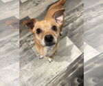 Small Chihuahua Mix