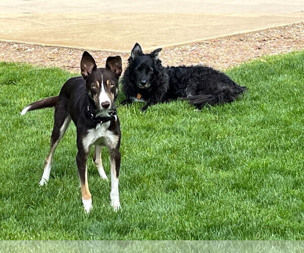 Medium Photo #26 Border Collie Puppy For Sale in Highland, IL, USA