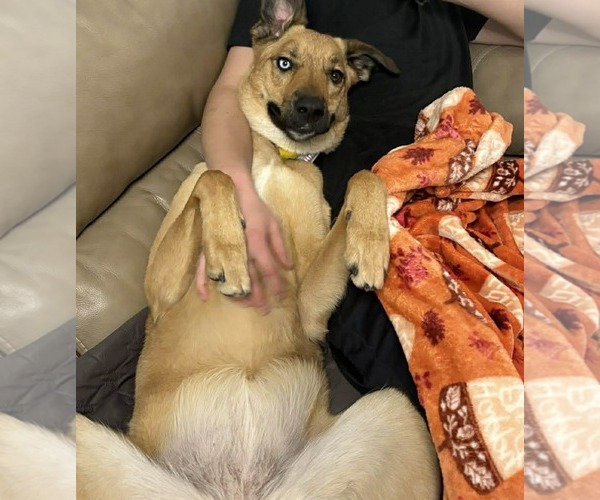 Medium Photo #5 Mutt Puppy For Sale in Sandy, UT, USA