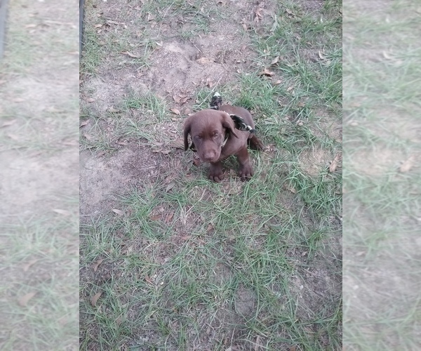 Medium Photo #4 Labrador Retriever Puppy For Sale in MILLERS FERRY, AL, USA