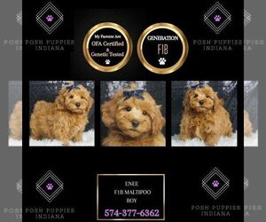 Maltipoo Puppy for sale in WARSAW, IN, USA