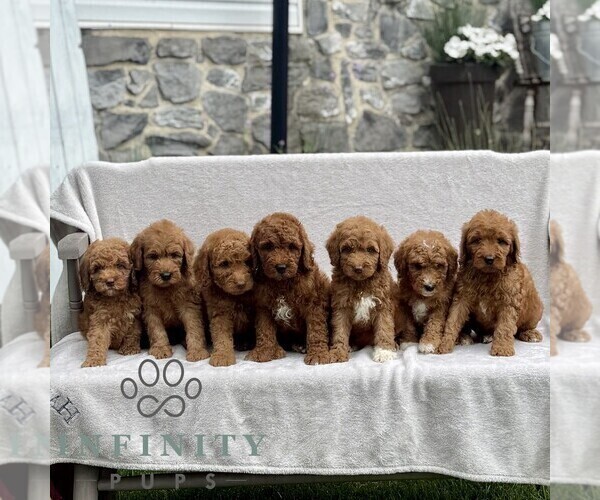 Medium Photo #2 Goldendoodle (Miniature) Puppy For Sale in EPHRATA, PA, USA