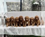 Small #1 Goldendoodle (Miniature)