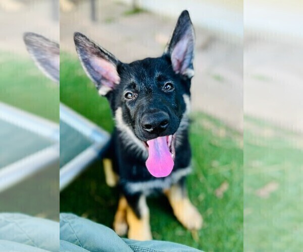 Medium Photo #4 German Shepherd Dog Puppy For Sale in JOSHUA, TX, USA