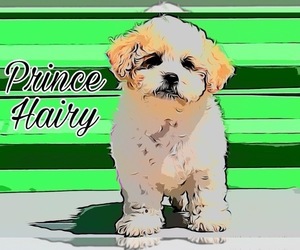 Bichon Frise-Maltipoo Mix Puppy for sale in SAN DIEGO, CA, USA