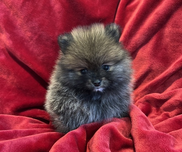 Medium Photo #6 Pomeranian Puppy For Sale in SNOHOMISH, WA, USA