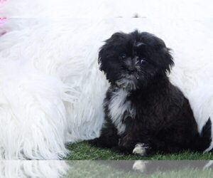 Shih-Poo Puppy for sale in MARIETTA, GA, USA