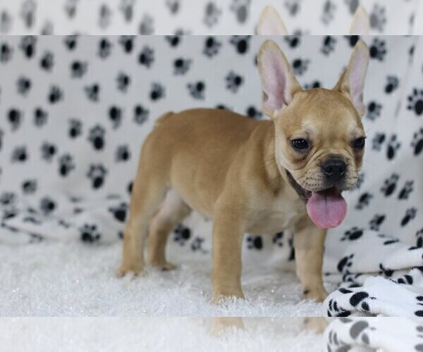 Medium Photo #1 French Bulldog Puppy For Sale in CLARKSVILLE, MD, USA