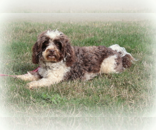Medium Photo #1 Havanese Puppy For Sale in RAINIER, OR, USA