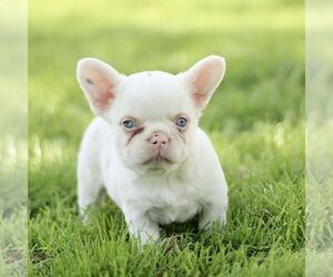 French Bulldog Puppy for sale in RONKS, PA, USA