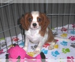 Small Photo #9 Cavalier King Charles Spaniel Puppy For Sale in ORO VALLEY, AZ, USA