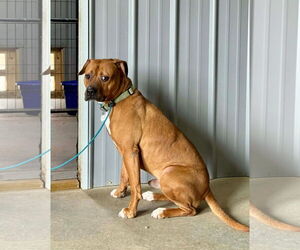 Bartholomew Cubbins - Male Boxer-Unknown Mix Dog for Adoption - Photo #6
