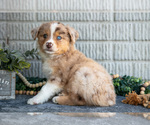 Small Photo #13 Miniature Australian Shepherd Puppy For Sale in BALTIC, OH, USA