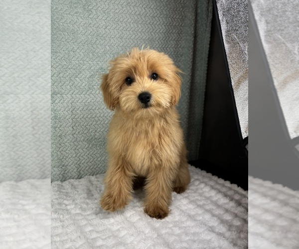 Medium Photo #6 Goldendoodle Puppy For Sale in FRANKLIN, IN, USA