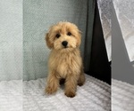 Small #5 Goldendoodle