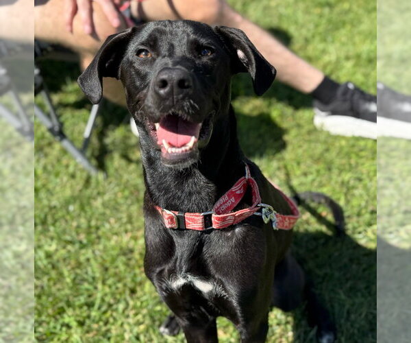 Medium Photo #13 Labrador Retriever-Unknown Mix Puppy For Sale in Canton, CT, USA