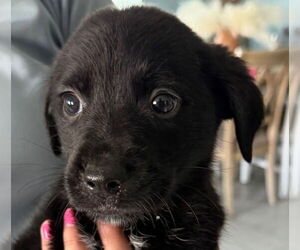 Gollie Dogs for adoption in Canton, CT, USA