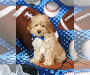 Poodle (Miniature) Puppy for sale in LINCOLN UNIVERSITY, PA, USA