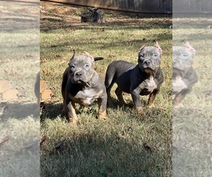 American Bully Puppy for sale in MCDONOUGH, GA, USA