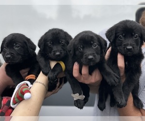 Golden Shepherd Puppy for sale in BONNEY LAKE, WA, USA