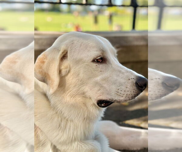 Medium Photo #2 Labrenees Puppy For Sale in Elmsford, NY, USA