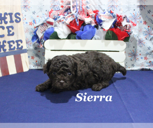 Medium Photo #10 Poodle (Toy) Puppy For Sale in CHANUTE, KS, USA