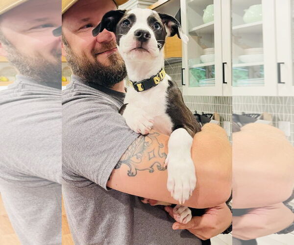 Medium Photo #6 American Pit Bull Terrier-Border Collie Mix Puppy For Sale in Princeton, MN, USA