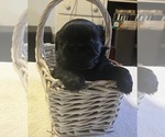 Puppy Cami Shih Tzu