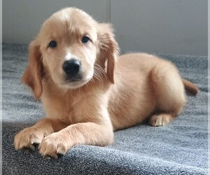 Golden Retriever Puppy for sale in POMONA PARK, FL, USA