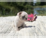 Small Photo #8 French Bulldog Puppy For Sale in WEST ORANGE, NJ, USA